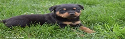Rottweiler dogs for sale: Shadow - Ad 5