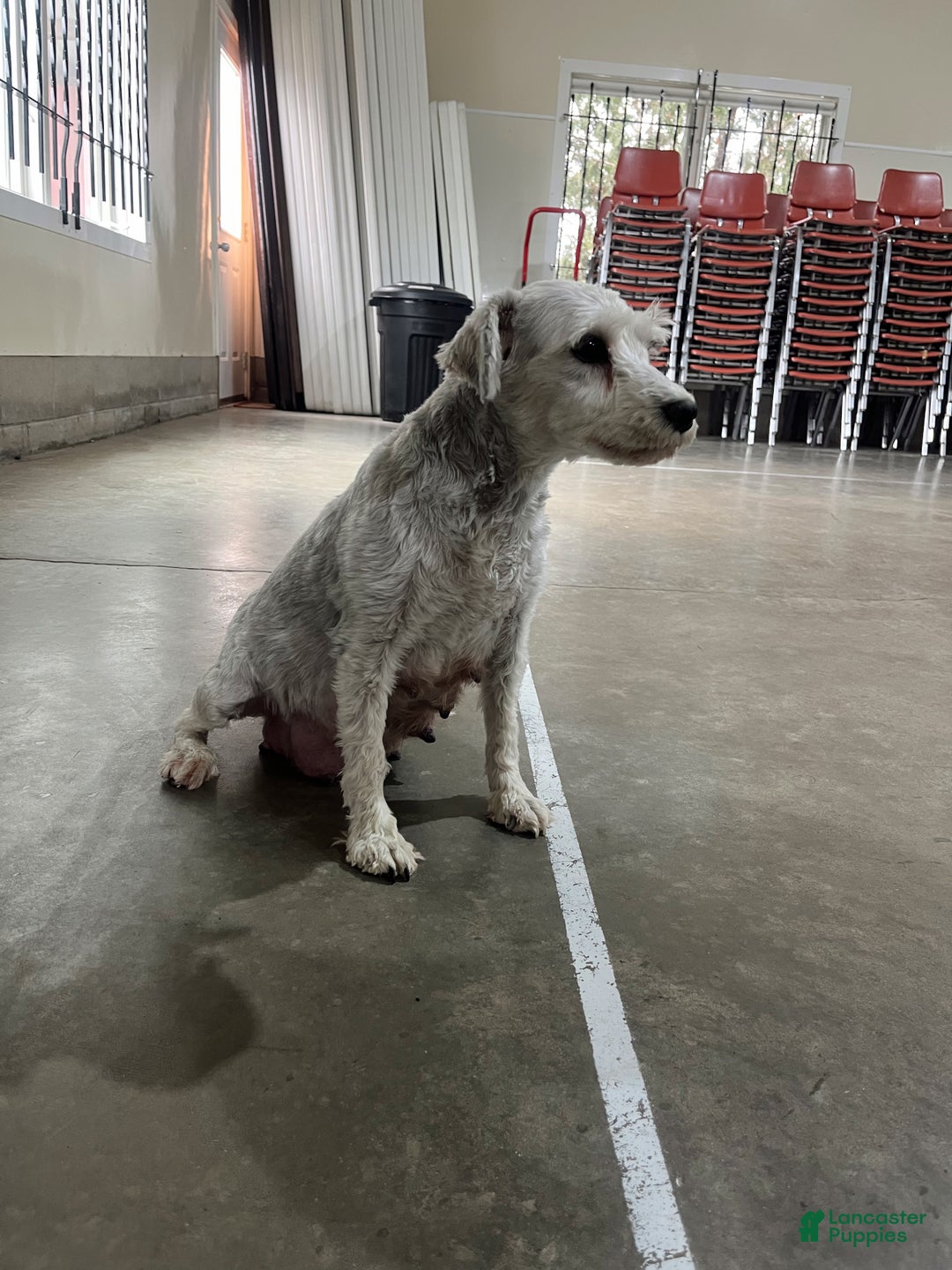 Standard Schnauzer dogs for sale: Benji - Ad 4