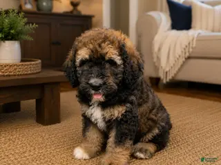 Bernedoodle dogs Mack ❤️ Red sable brindle tri Bernedoodle - Ad 12
