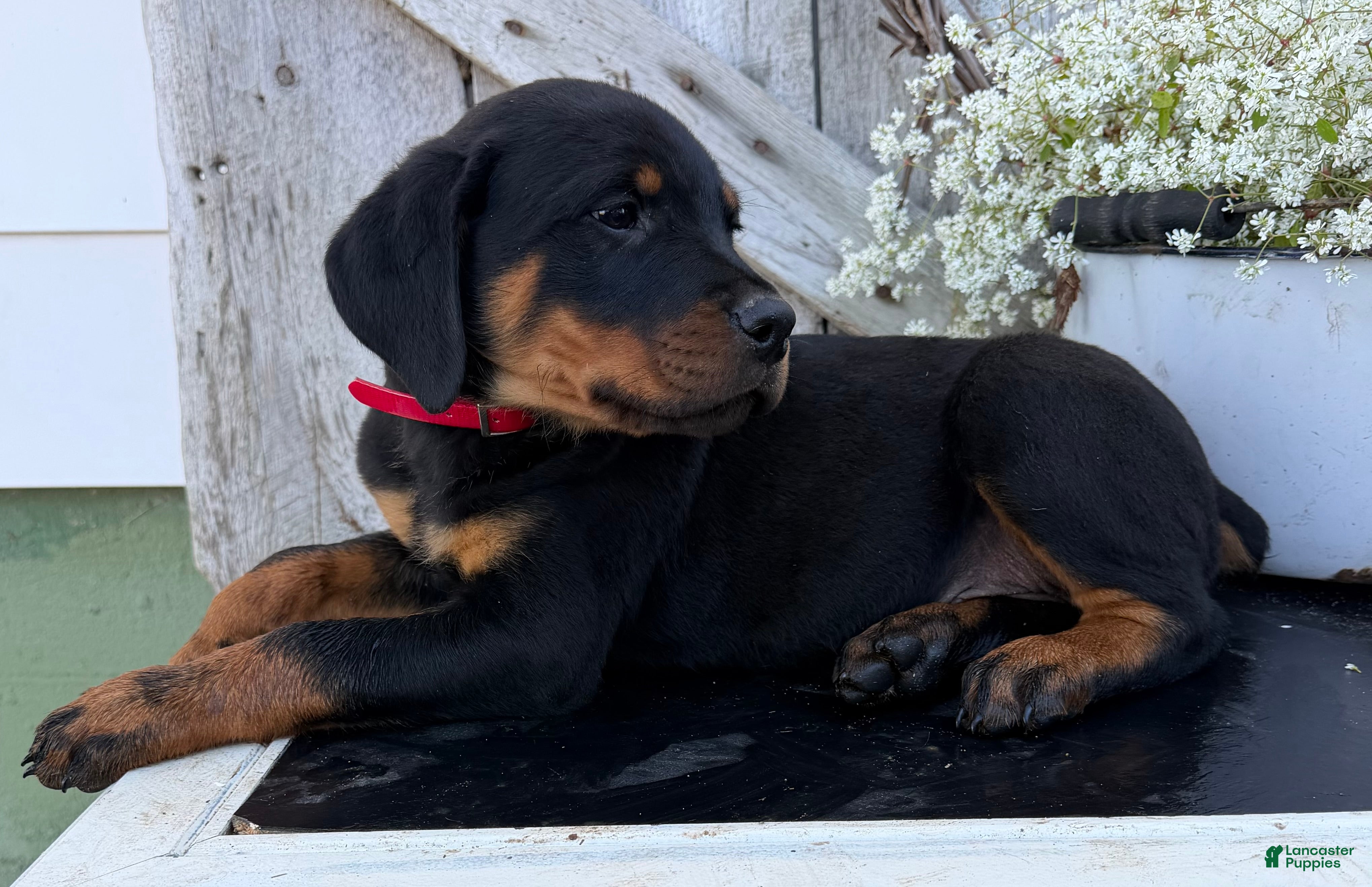 Rottweiler dogs for sale: Blaze - Ad 1