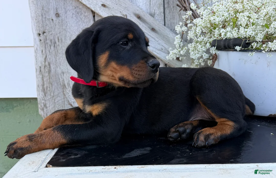 Rottweiler dogs for sale: Blaze - Ad 1