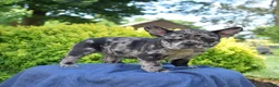 French Bulldog dogs for sale: Breeze - Ad 6