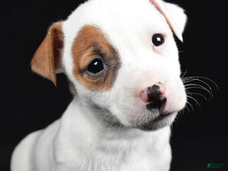 Jack Russell Terrier dogs Spots - Ad 2