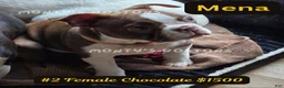 Boston Terrier dogs for sale: Mena - Ad 4