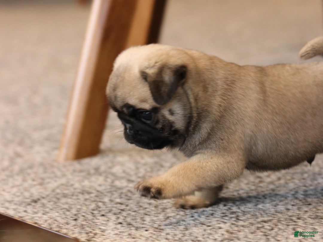 Pug dogs for sale: Champion Dexter - Ad 2