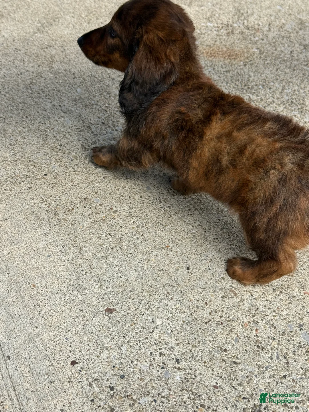 Miniature Dachshund dogs for sale: Miniature pickles  - Ad 6