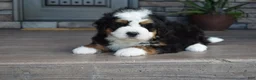 Mini Bernedoodle dogs for sale: Jax - Ad 17