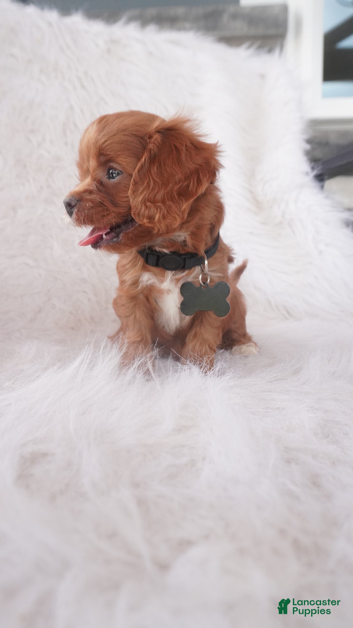 Cavapoo dogs Jinny  - Ad 1