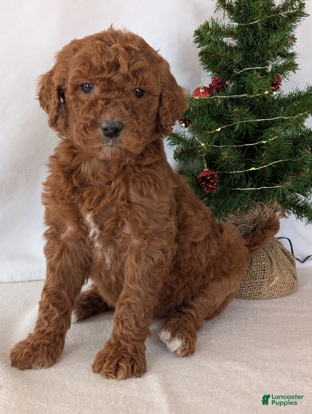 Goldendoodle dogs for sale: Miss Abby  - Ad 11