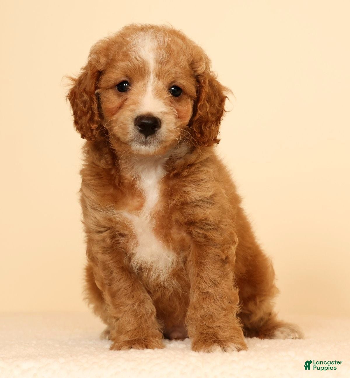 Mini Goldendoodle dogs Mason - Ad 2