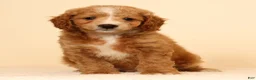 Mini Goldendoodle dogs for sale: Mason - Ad 2