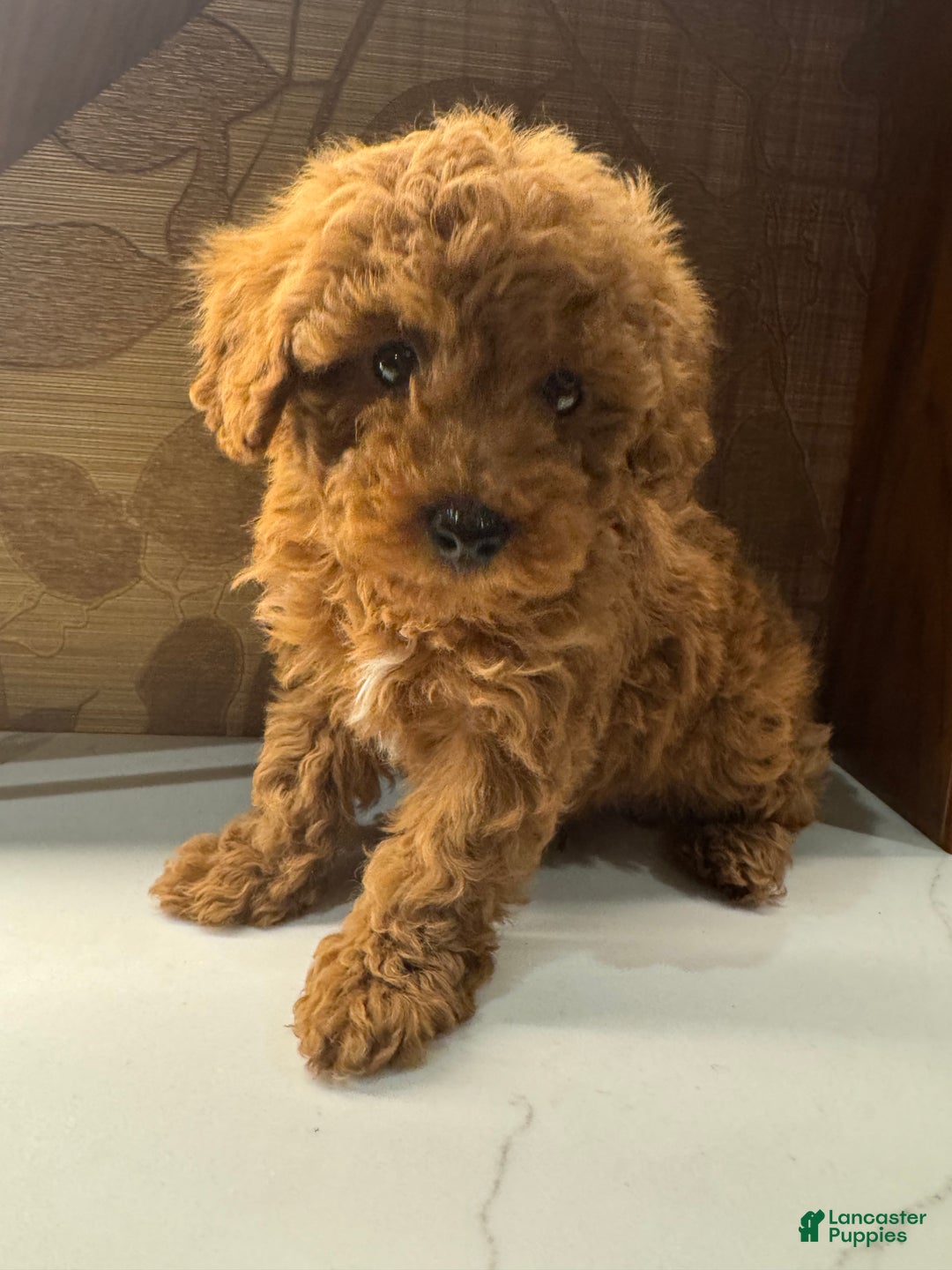 Toy Poodle dogs for sale: Banana - Ad 2