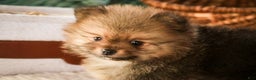 Pomeranian dogs for sale: Mr. Darcy - Ad 10