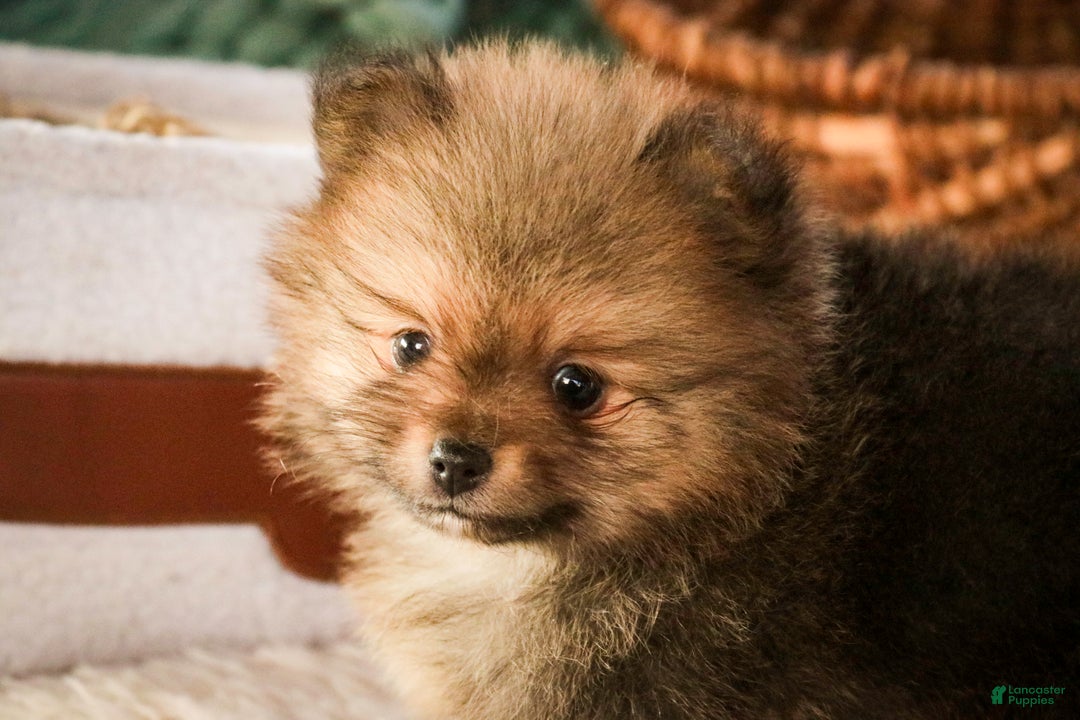 Pomeranian dogs for sale: Mr. Darcy - Ad 10