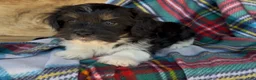 Havanese dogs for sale: Austin - Ad 3