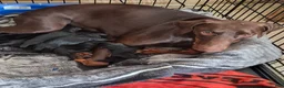Doberman Pinscher dogs for sale: Doberman Pinscher 1 - Ad 6