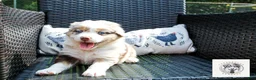 Miniature Australian Shepherd dogs for sale: Lady Liberty - Ad 2