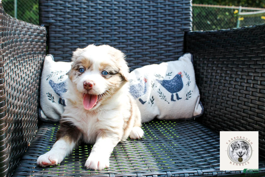 Miniature Australian Shepherd dogs for sale: Lady Liberty - Ad 2