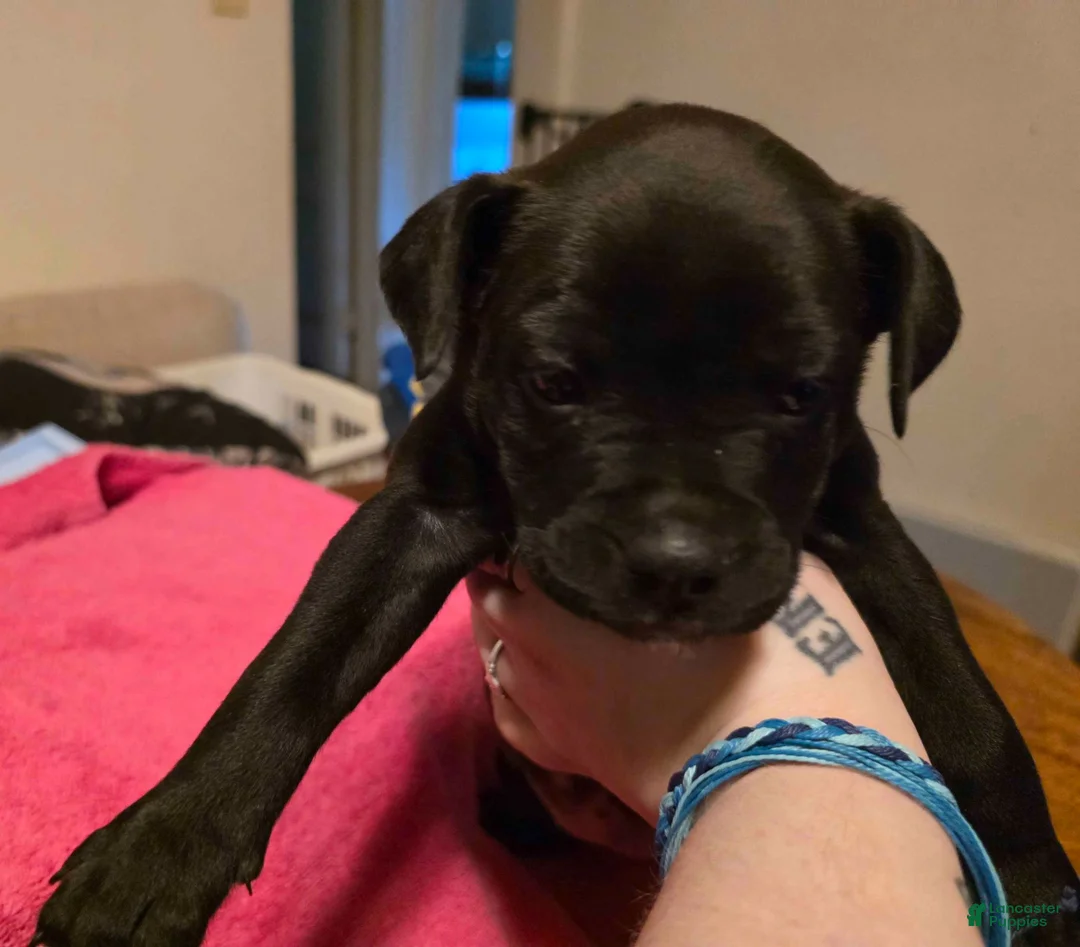 Mixed Breed dogs for sale: Hera - Ad 1