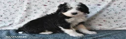 Bernedoodle dogs for sale: Max - Ad 8