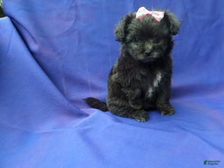 Maltipoo dogs Karlina - Ad 2