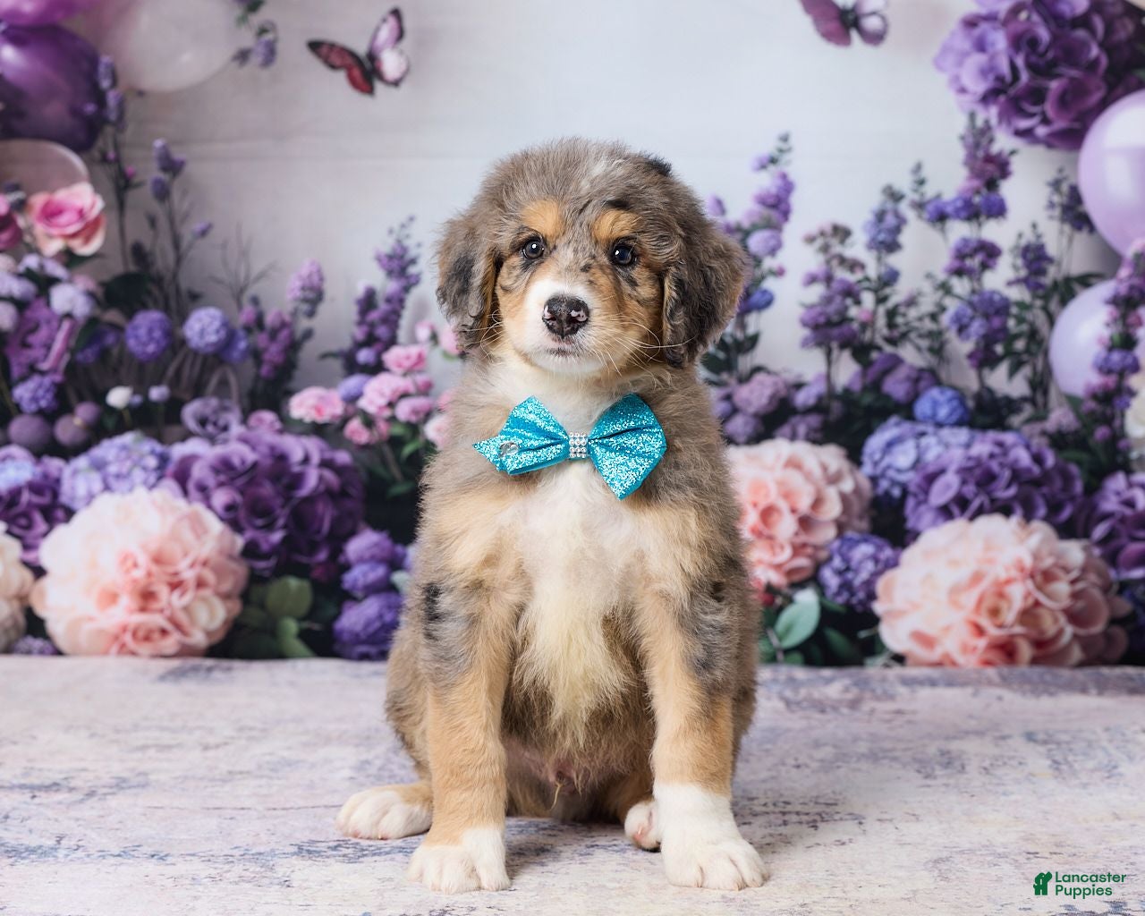 Bernedoodle dogs Lucky - Ad 2