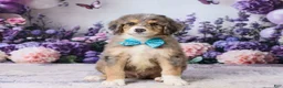 Bernedoodle dogs for sale: Lucky - Ad 2