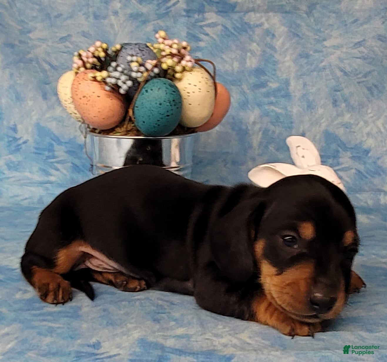Miniature Dachshund dogs Saul AKC - Ad 26