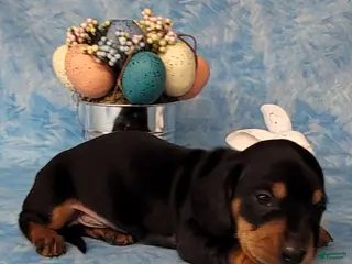 Miniature Dachshund dogs Saul AKC - Ad 26