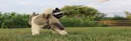Akita dogs for sale: AKC Luna - Ad 20