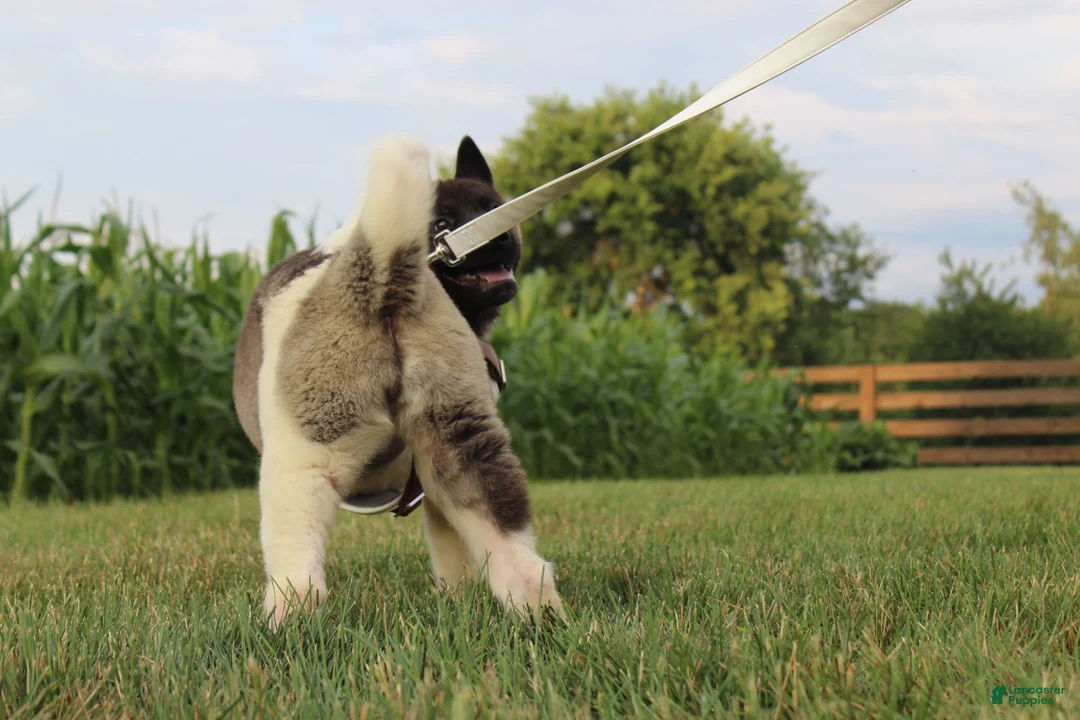 Akita dogs for sale: AKC Luna - Ad 20