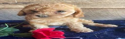 Cavapoochon dogs for sale: Ruby - Ad 2