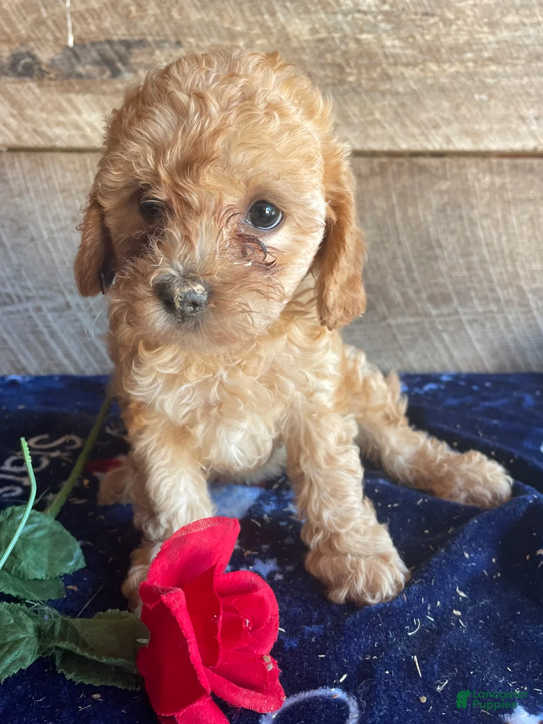 Cavapoochon dogs for sale: Ruby - Ad 2