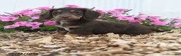 Miniature Dachshund dogs for sale: Rascal - Ad 5
