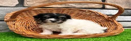 Havanese dogs for sale: Dillon - Ad 4