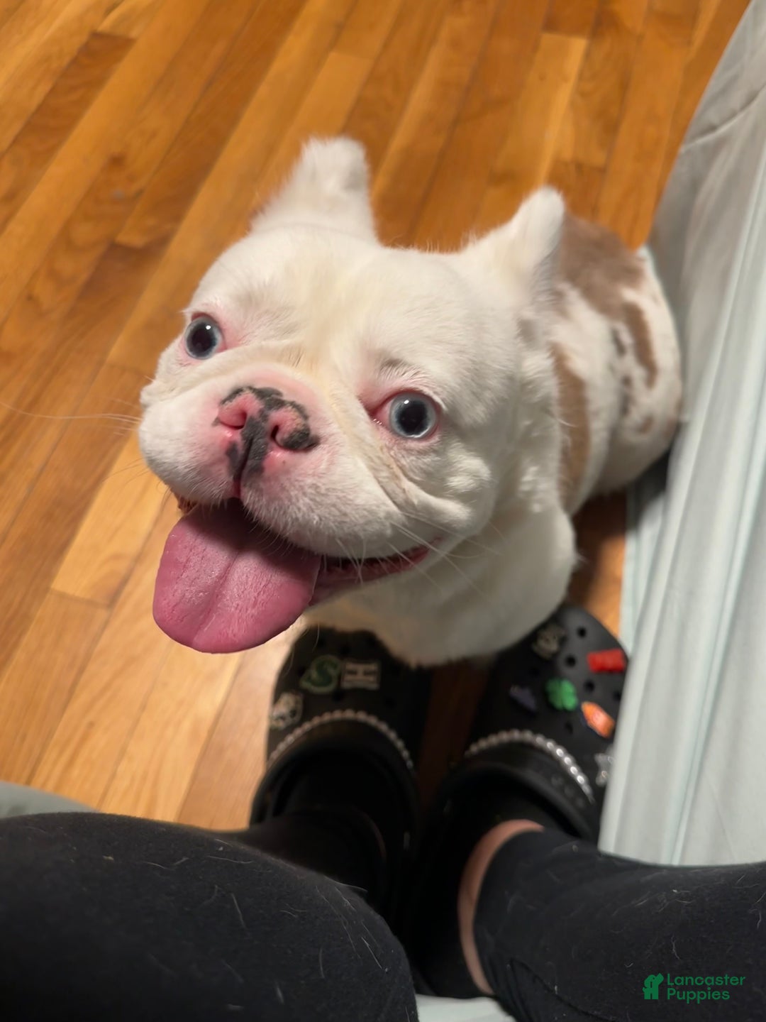 French Bulldog dogs for sale: Enzo - Ad 3