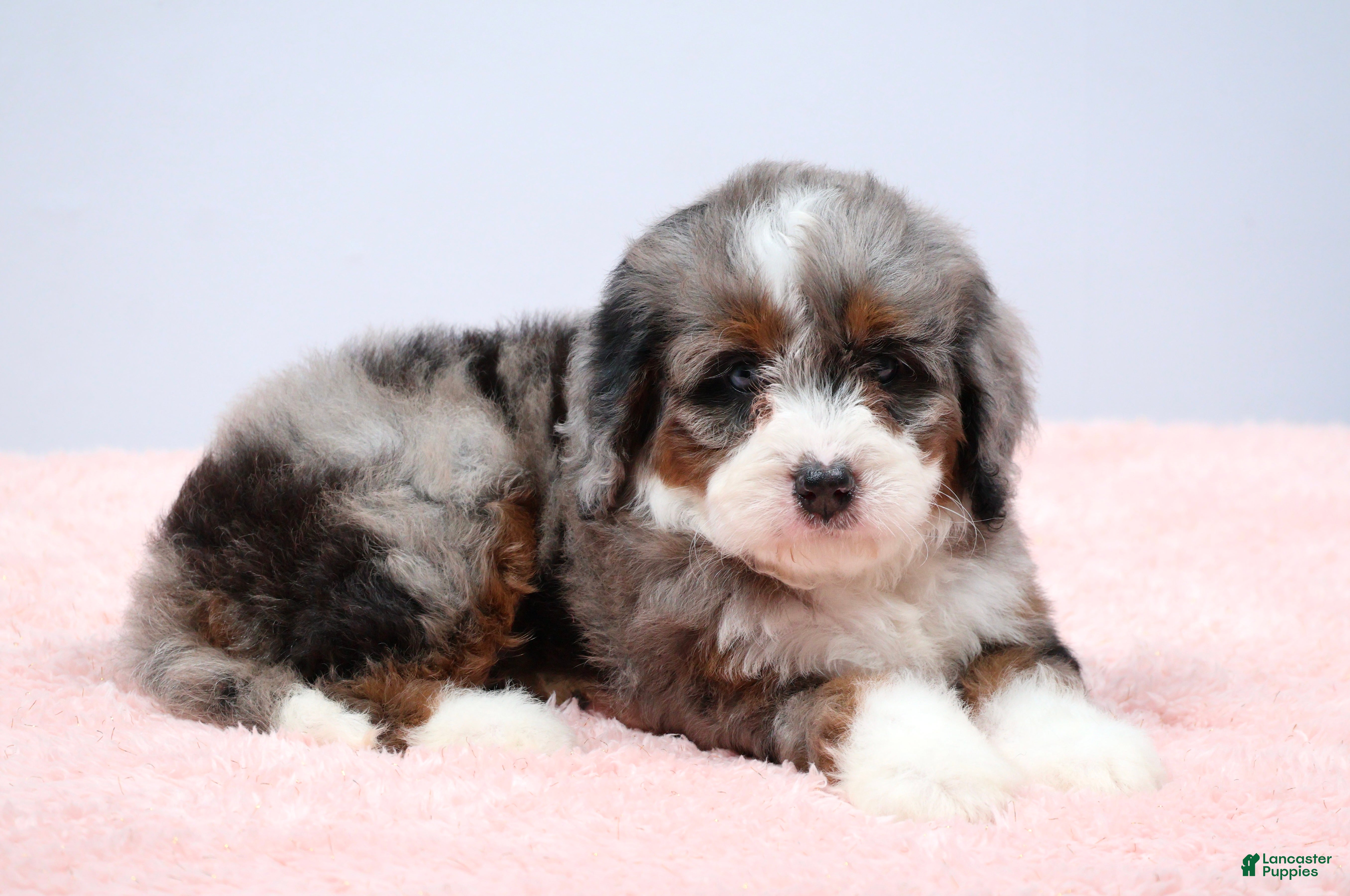 Mini Bernedoodle dogs Flora  - Ad 2