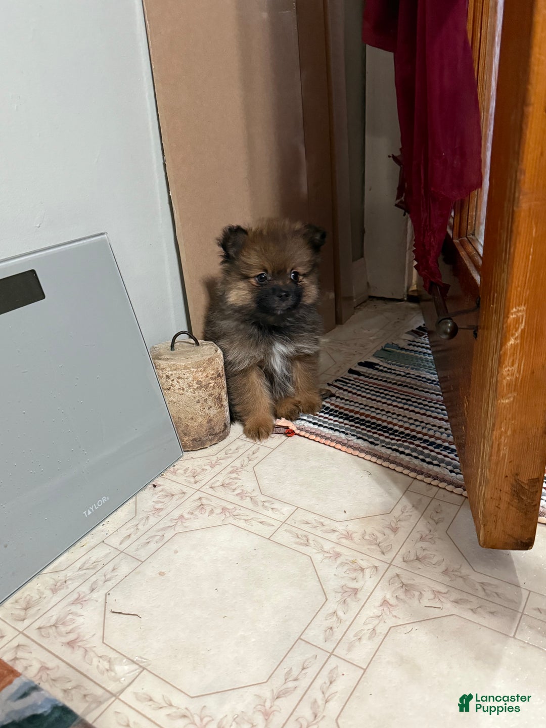 Pomeranian dogs for sale: Rowdy - Ad 3