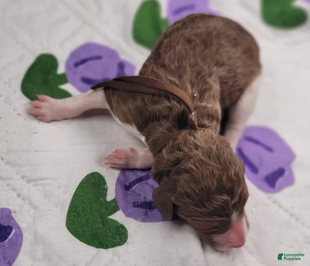 Labradoodle dogs for sale: *REDUCED* Garbanzo - Ad 8