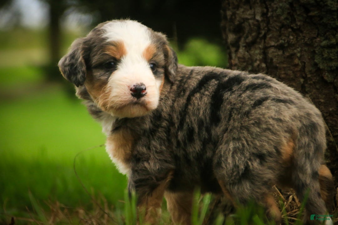 Mini Bernedoodle dogs Huck F1 Mini Bernedoodle  - Ad 2