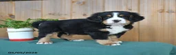 Bernese Mountain Dog dogs for sale: Patrick - Ad 1
