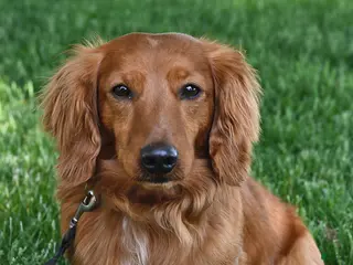 Dachshund dogs Tanner - Ad 9