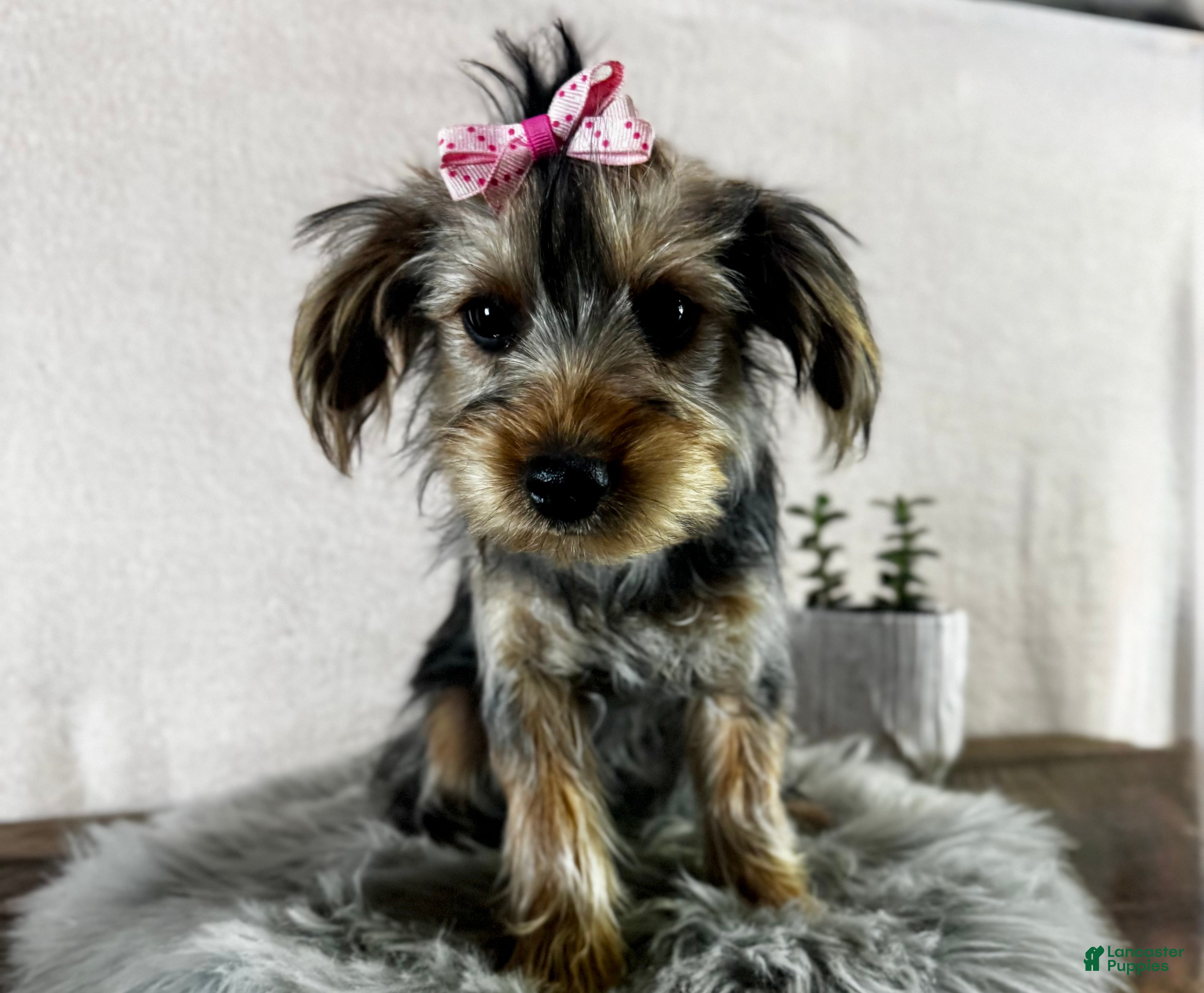 Yorkshire Terrier dogs Tarza - Ad 2