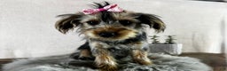 Yorkshire Terrier dogs for sale: Tarza - Ad 1