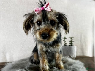 Yorkshire Terrier dogs for sale: Tarza - Ad 3
