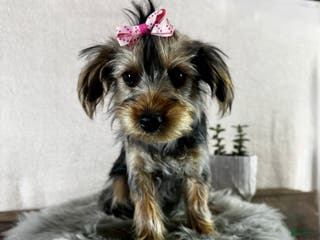 Yorkshire Terrier dogs Tarza - Ad 37