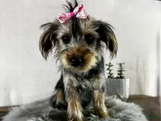 Yorkshire Terrier dogs Tarza - Ad 2