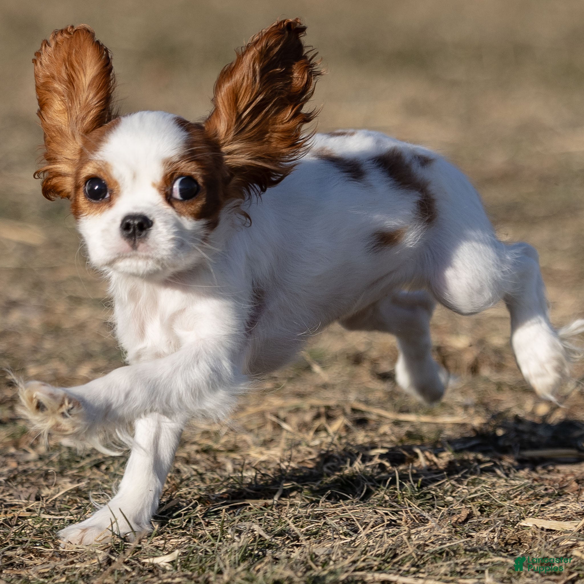 Cavalier King Charles Spaniel dogs Zizi - Ad 28