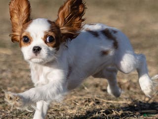 Cavalier King Charles Spaniel dogs Zizi - Ad 28