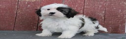Shihpoo dogs for sale: Matthew - Ad 1